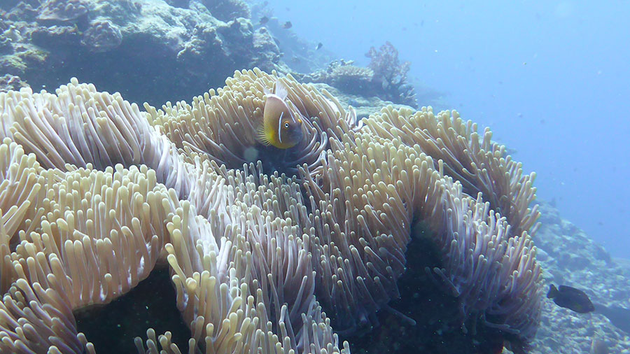 Review: Diving With Bull Sharks in Fiji's Beqa Lagoon - Repeat Traveller