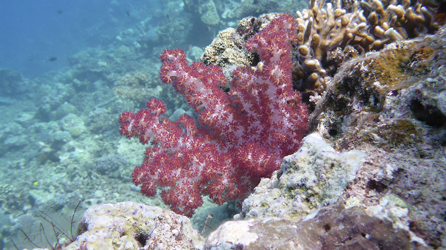 coral