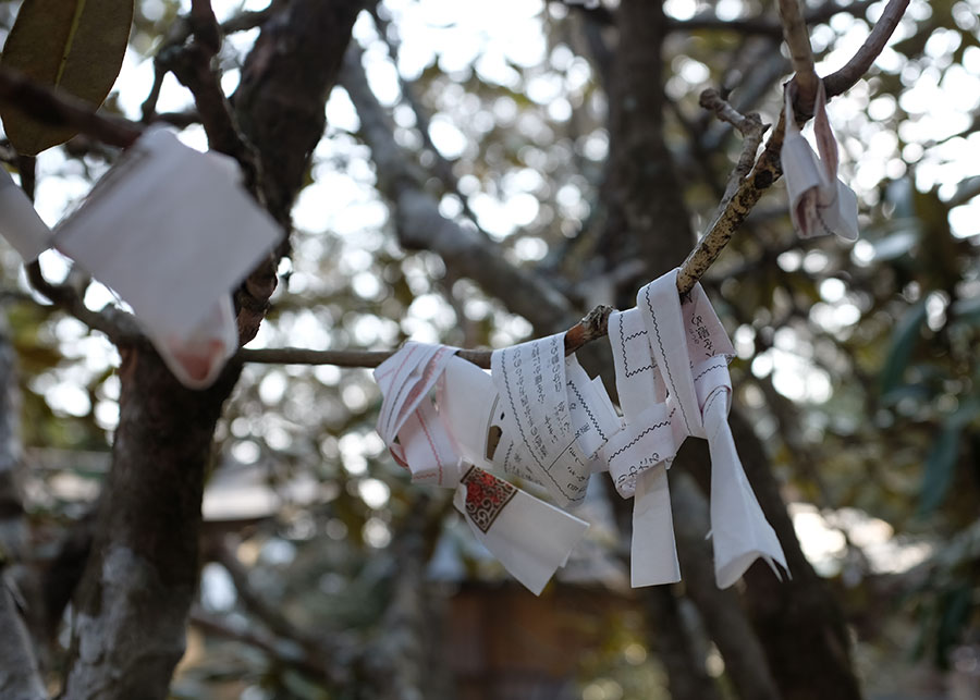Fortunes tied to a tree outside Tamaki Shrine in Totsukawa Village