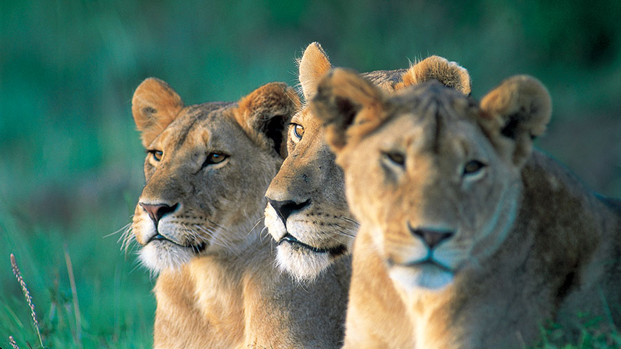 A trio of lionesses. Supplied.