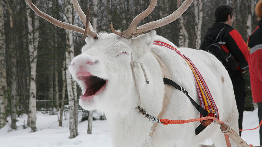 A reindeer in Finnish Lapland. Supplied.