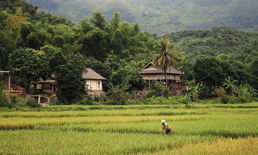 A woman tends to rice fields in rural Mai Chau. Photo: Supplied