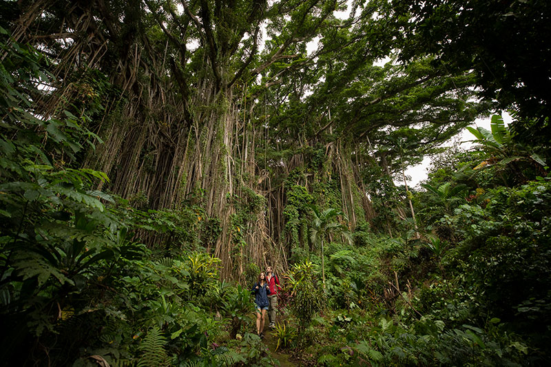 The Giant Banyan Tree of Vanuatu. Supplied.