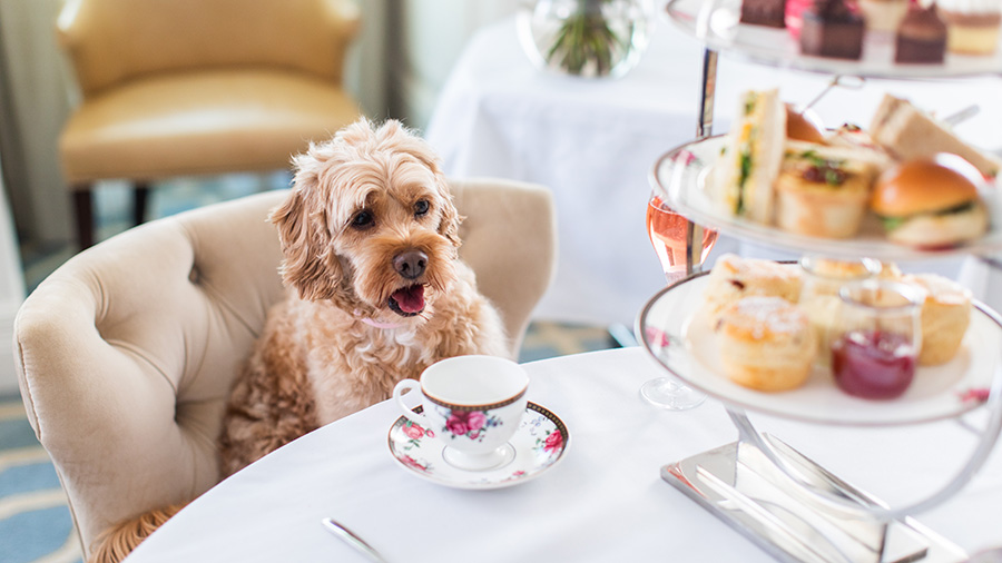The ultimate pet staycation. Credit: The Langham Sydney