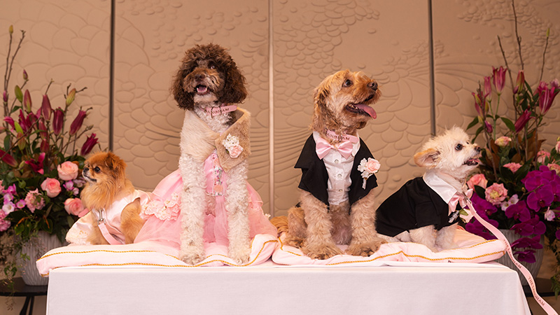 The greatest wedding portrait ever. Credit: The Langham Sydney