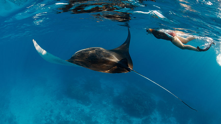 Snorkelling with a manta ray at Lady Musgrave. Credit: Tracy Olive