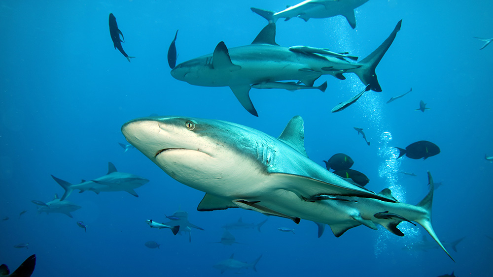 Sharks at Osprey Reef. Credit: Deborah Dickson-Smith