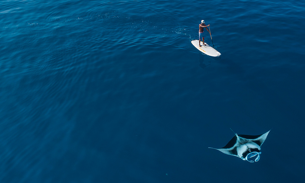 A standup paddle boarder gets a close-up glimpse of a manta. Supplied.
