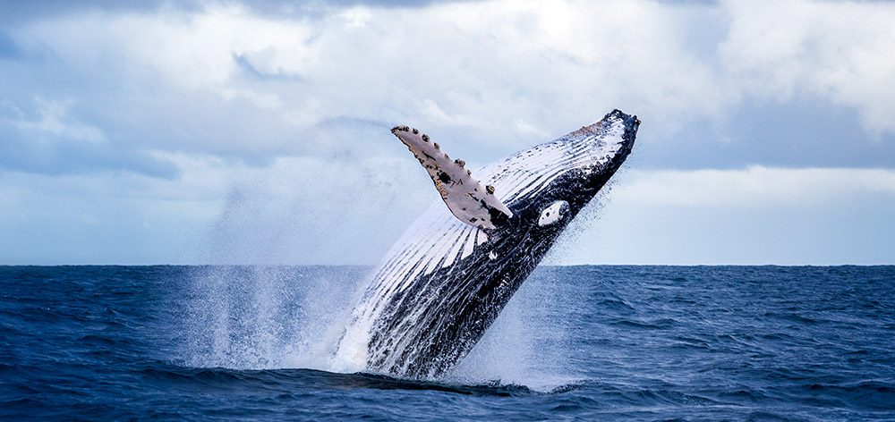 A whale breaching on the NSW South Coast