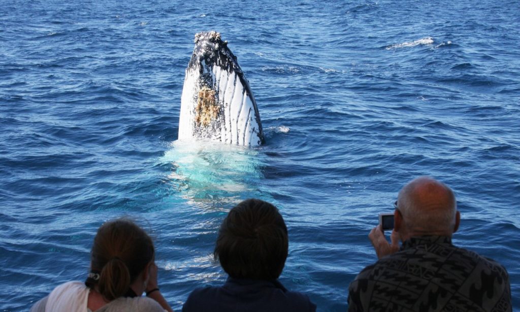 Whale watching in Jervis Bay. Credit: Dolphin Watch Cruises