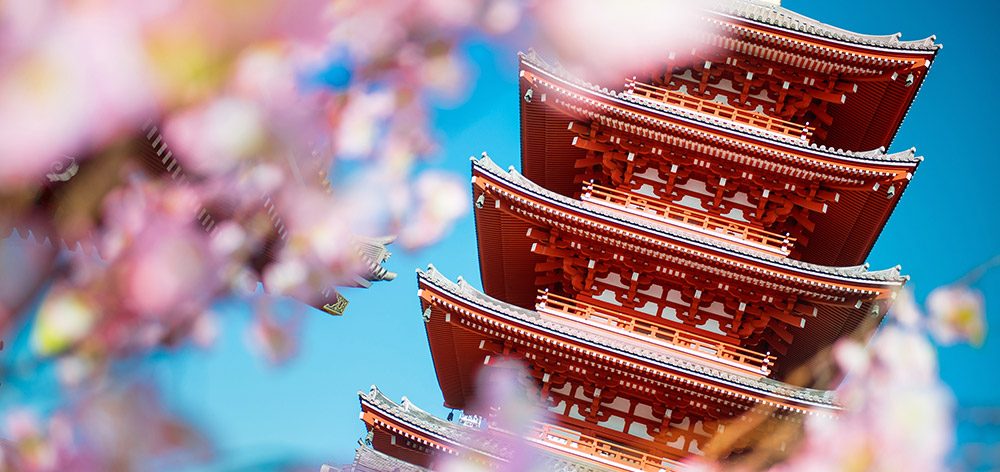 Cherry blossoms at Senso-ji in Asakusa, Tokyo. Supplied.