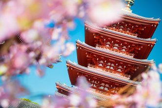 Cherry blossoms at Senso-ji in Asakusa, Tokyo. Supplied.