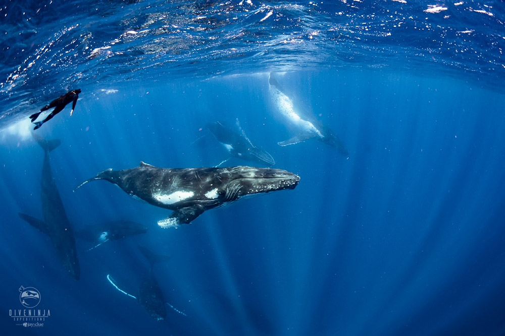 Swimming with humpback whales. Credit: Jay Clue/Dive Ninja Expeditions. Supplied. 
