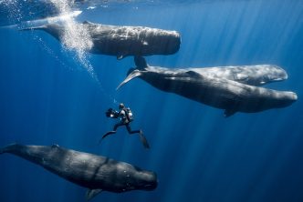 Diving with humpback whales. Credit: Stephane Granzotto/Supplied.