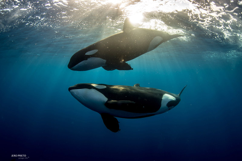 Two orcas viewed underwater. Credit: Jero Prieto/Supplied.
