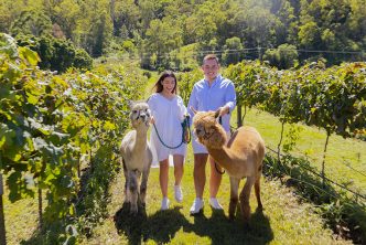 Walk alpacas through the vineyards of the Scenic Rim. Credit: Tourism and Events Queensland