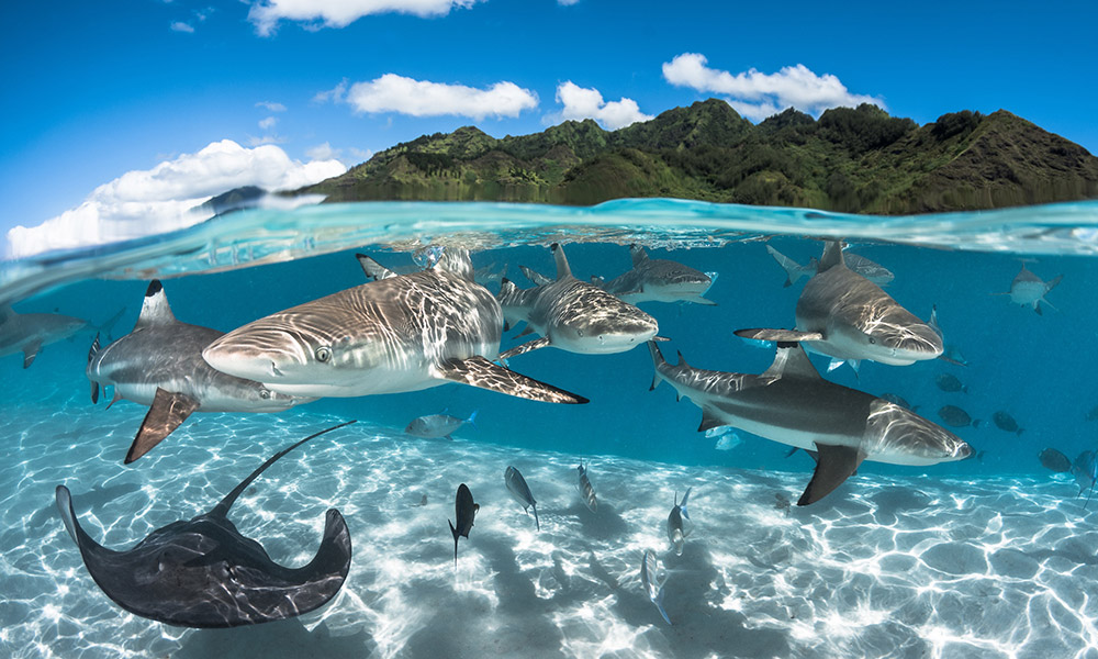 Incredible marine life in the waters of Tahiti. Credit: Grégory Lecoeur/Supplied.