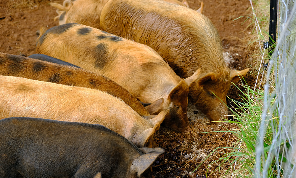 Macadamia husks are fed to pigs at The Farm, a mecca for visitors to Byron Bay. Photo: Simon Ceglinski
