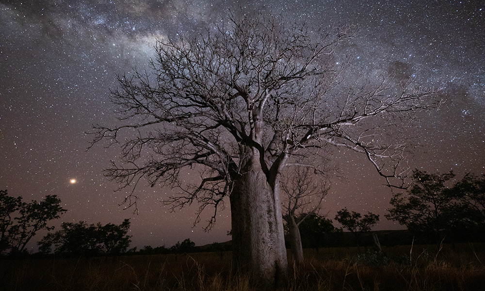 A boab tree beneath the clear outback sky. Supplied.