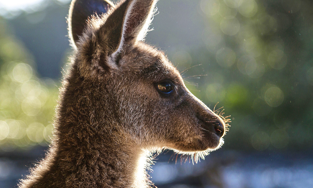 our-country-the-new-exhibition-bringing-australia-to-the-world