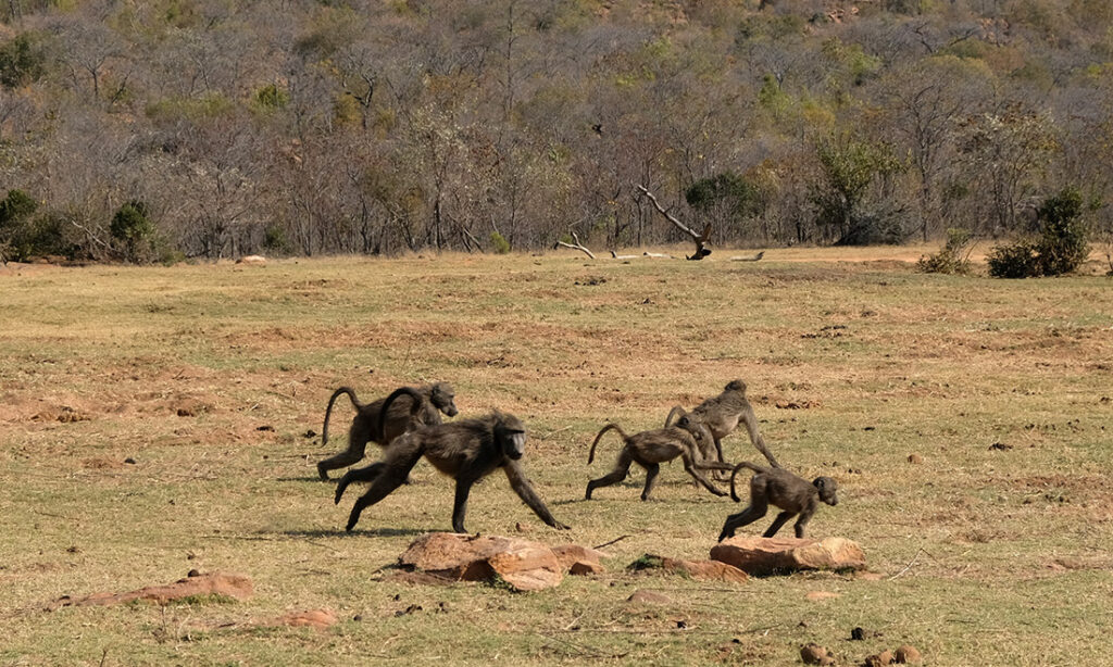 Baboons refusing to sit still as we approach. 