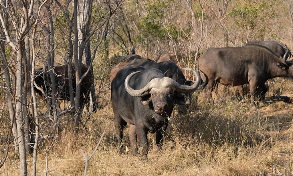 Buffalo in the neighbouring Welgevonden Reserve.
