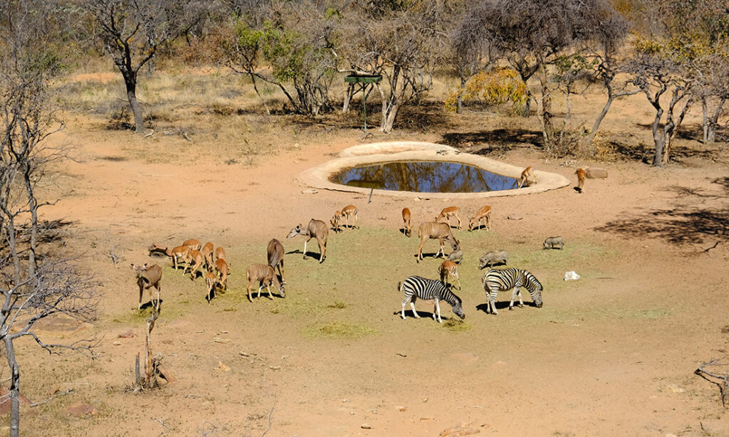 Lunch time at one of Sebatana's watering holes. 
