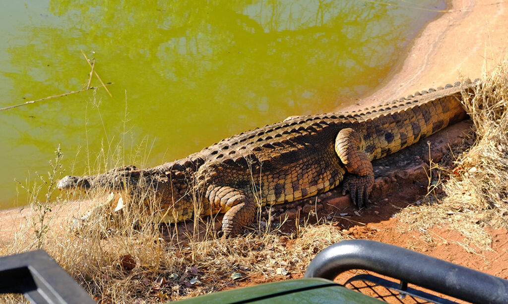 A crocodile opening its mouth to cool down.