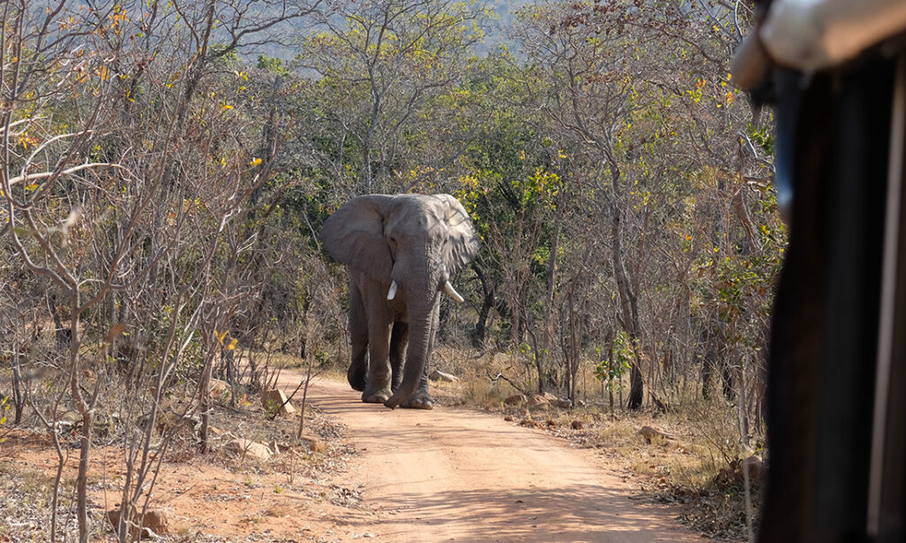 A lone elephant approaching on our safari of Welgevonden Reserve.
