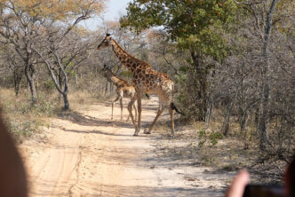 Giraffe spotted on a TripADeal South Africa safari in Sebatana.