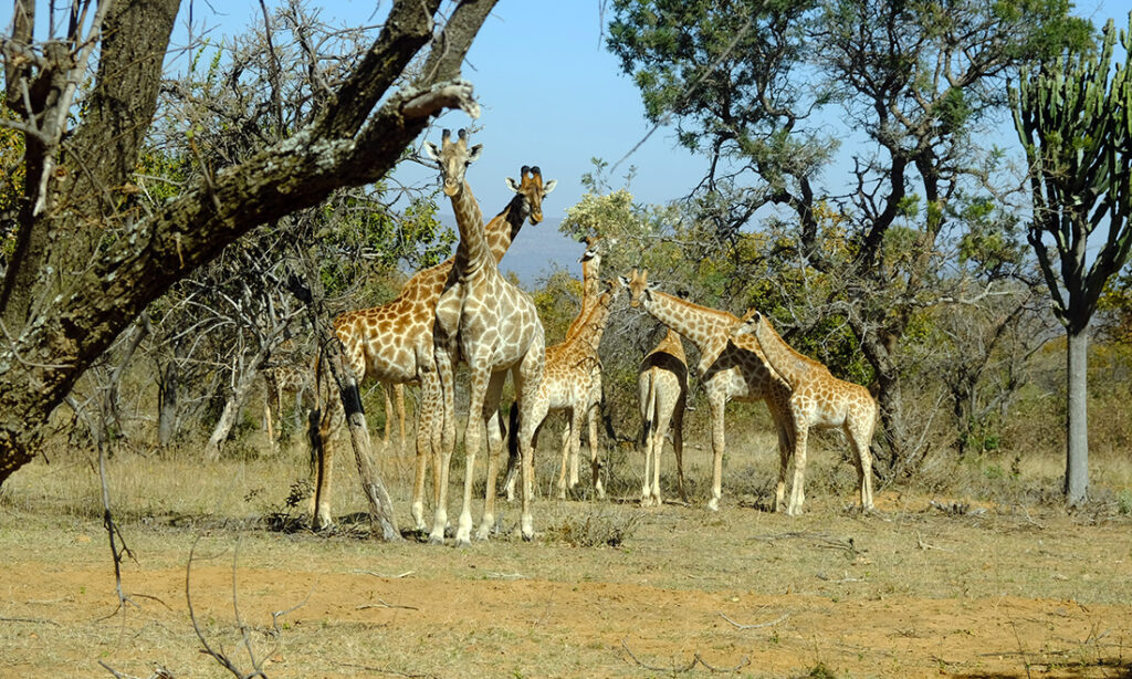 The gang's all here in Sebatana. Photo: Chris Ashton