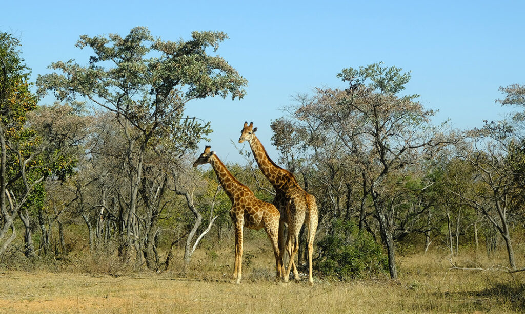 A final farewell to the wildlife of Sebatana Reserve. 