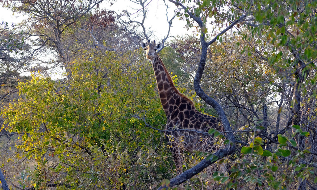 A giraffe mid munch during our early morning walking safari.