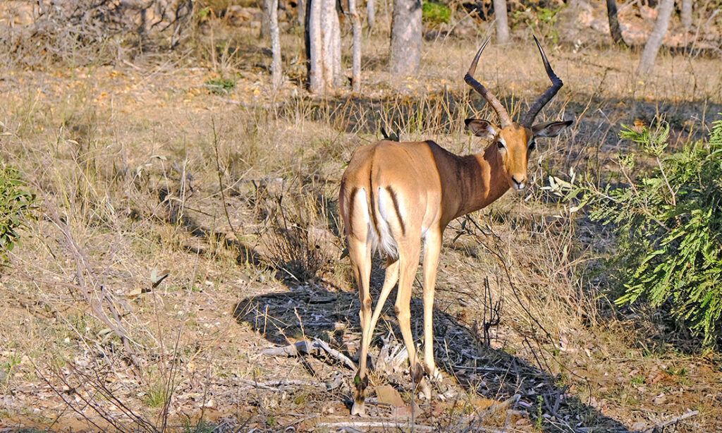 An impala strikes a pose. 