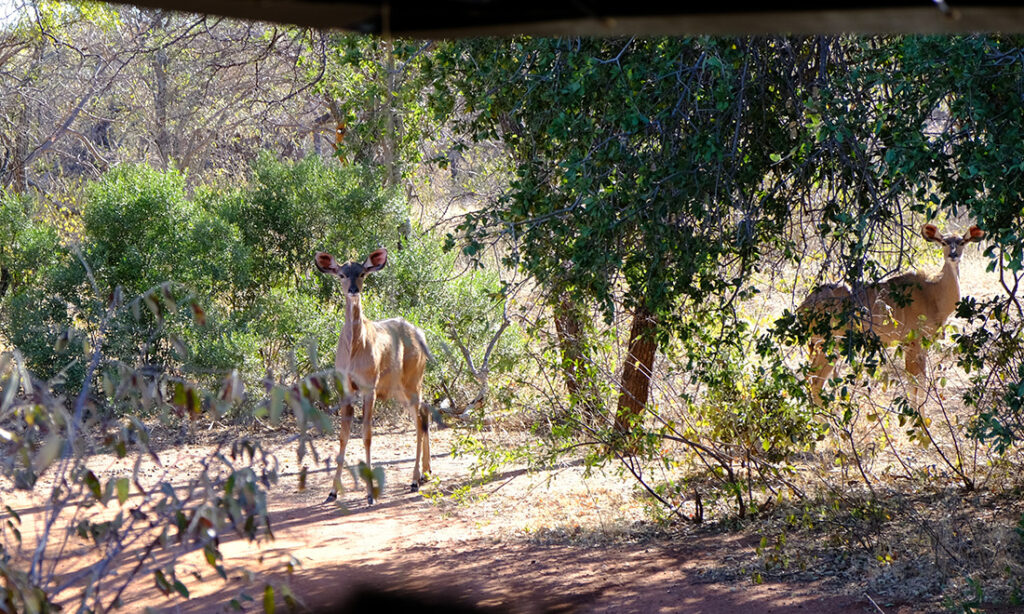 Curious kudu approaching the watering hole for a drink.