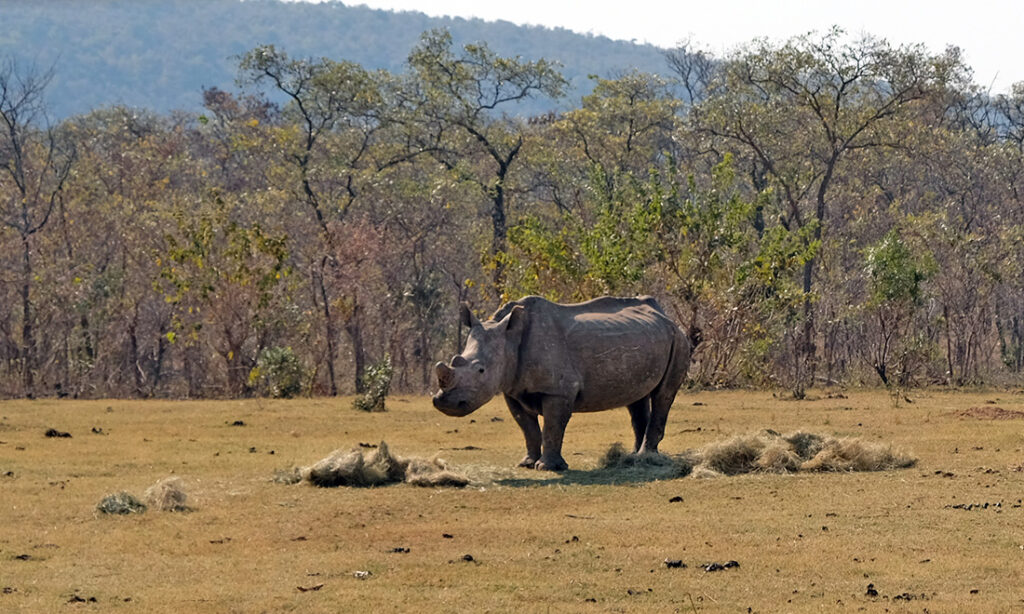 A white rhino eyes our vehicle cautiously.