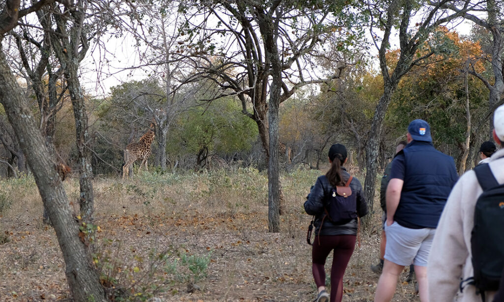 Walking safaris in Sebatana allowed us to get up close to a variety of animals. 