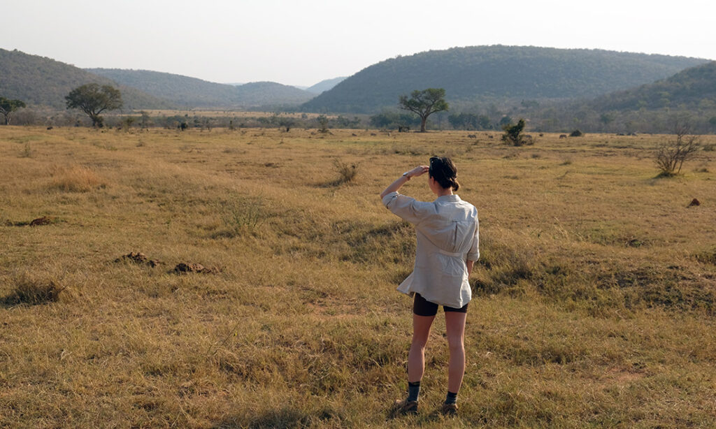 Dozens of warthogs grazing in the distance. 