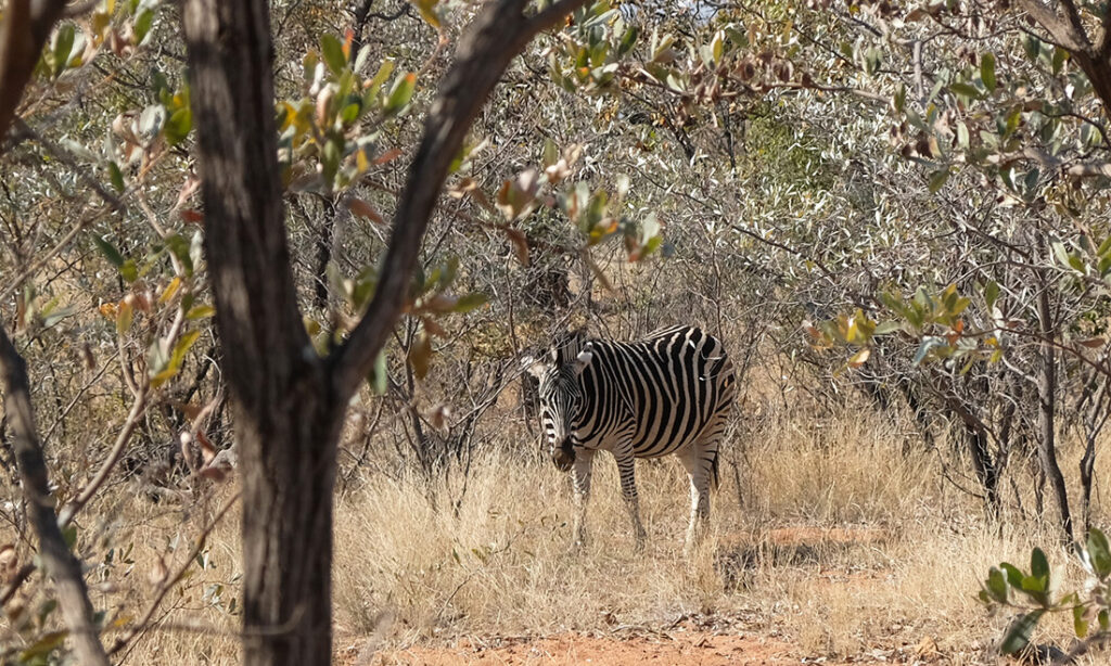 A zebra doing its best to camouflage into the landscape. Mission almost accomplished.