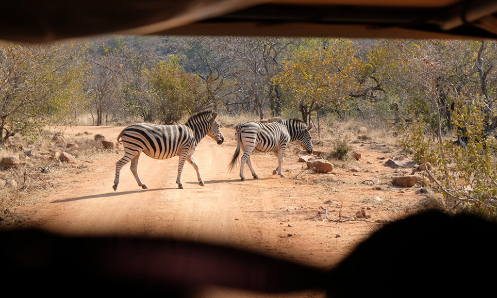 Two zebra crossing the dusty pathway before us.