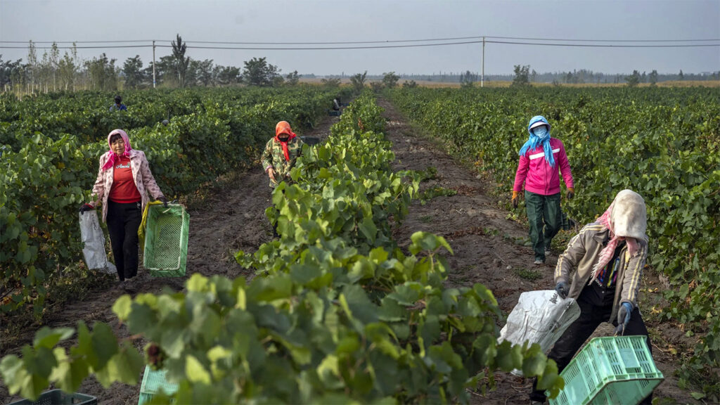 Women working the vines in Ningxia. Credit: Periphery Wine. 